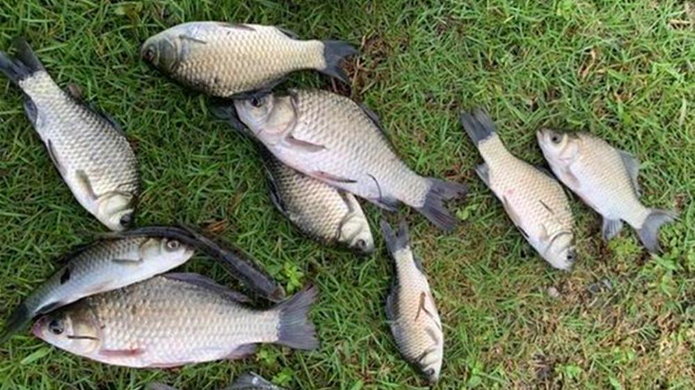 钓鱼必杀技：盒饭钓法详解，野钓大鲫鱼第一利器