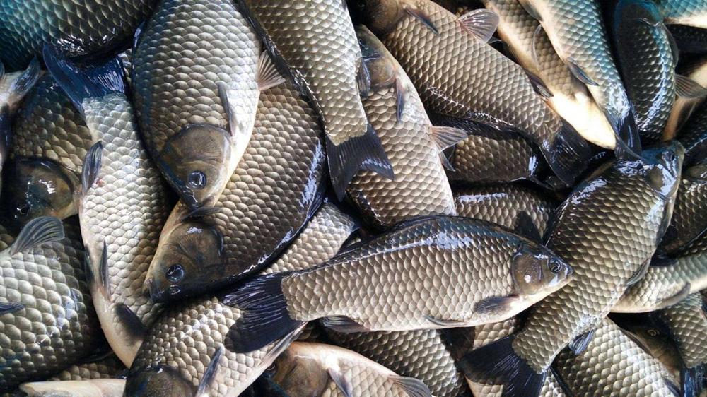 饵料|飞铅钓，不但适合黑坑抢鱼，更适合浮钓鲢鳙、拉小鱼