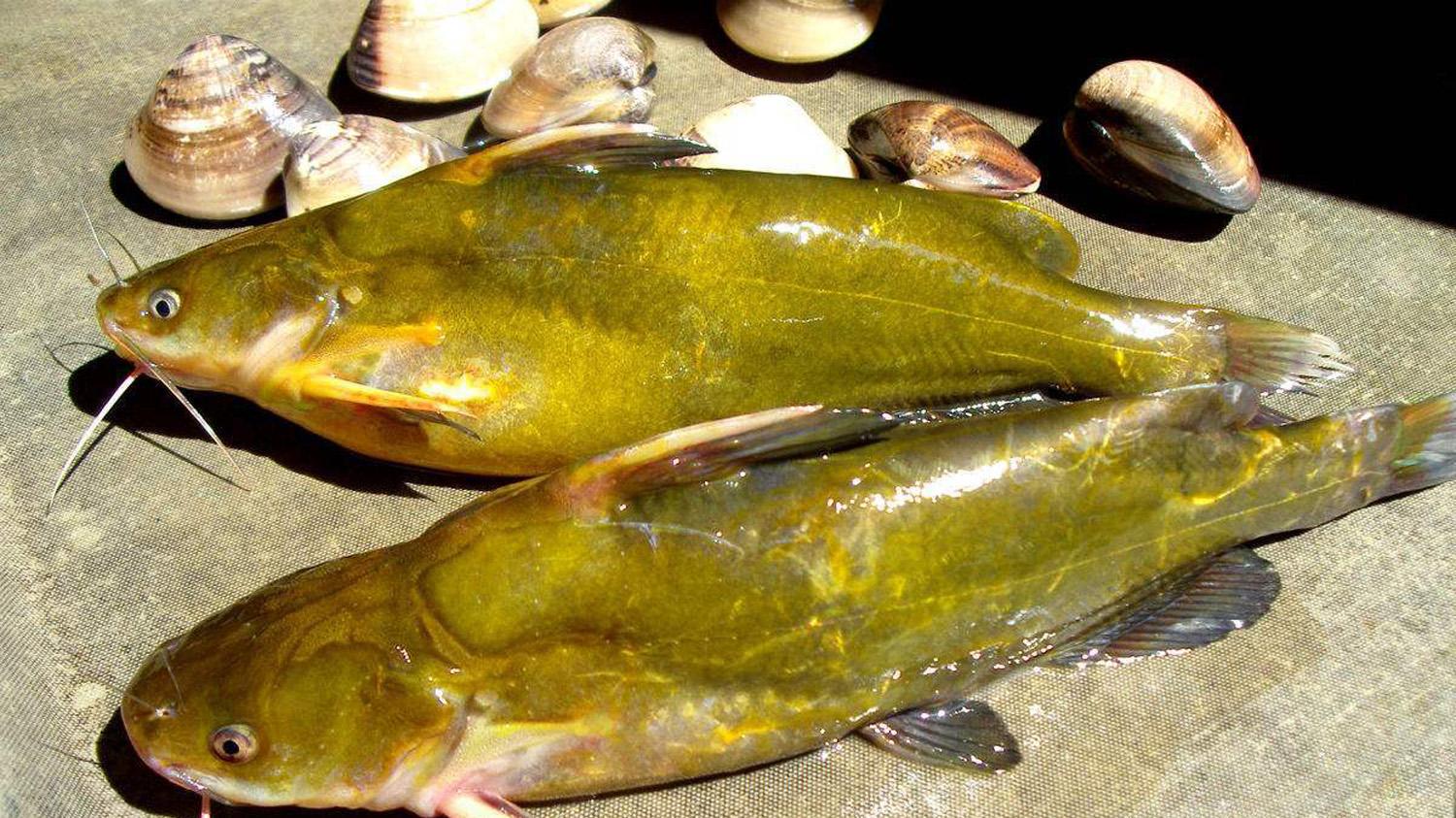 钓黄辣丁用什么鱼饵？钓黄辣丁的窝料和钓饵