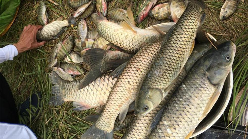 |夏季野钓，一定要钓深水吗？这样找钓位，深浅都上鱼