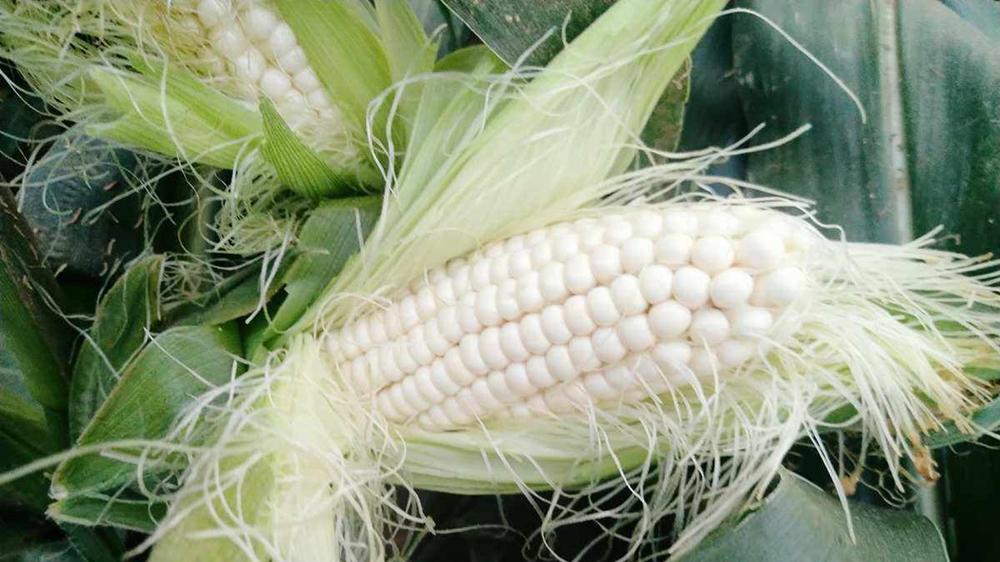 仲秋野钓草鱼，奇效饵料配方汇总，最后几种厨房就有