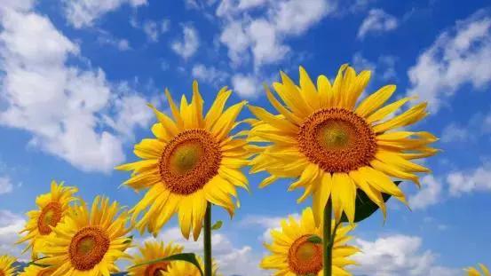 山东省|中年失业，找工作己淡然，一切随缘！