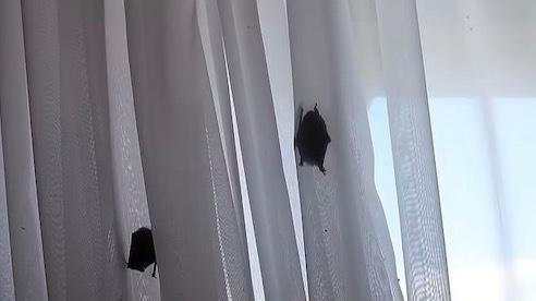 野生动物|捷克度假住酒店，一夜没关窗，早上醒来发现被267只蝙蝠包围