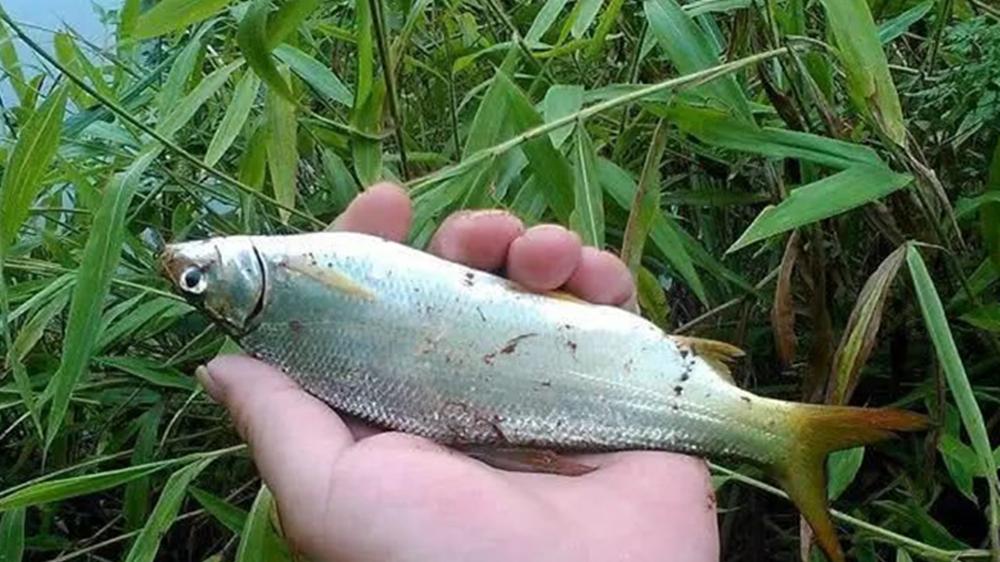 这种鱼气温越高吃口越好，用好这3个招数，盛夏也能连竿上鱼