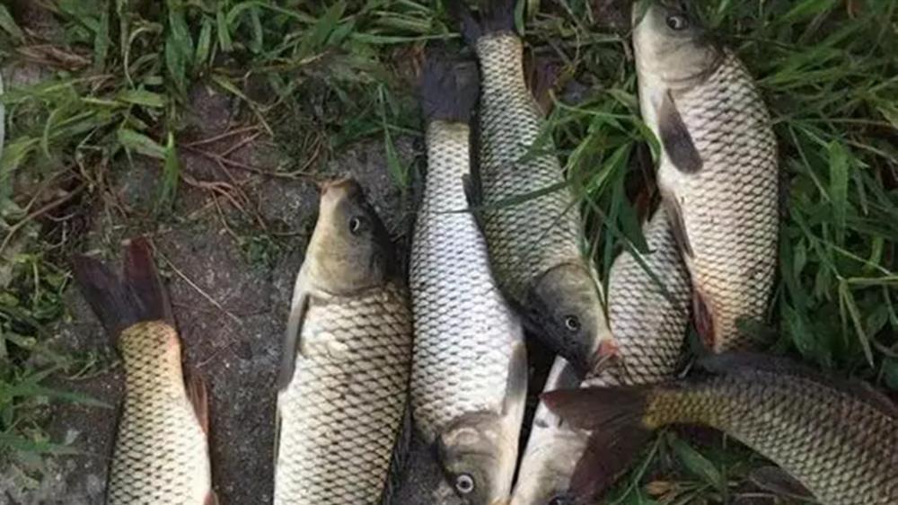 钓鱼技巧：双坠跑铅钓，是否值得一试？