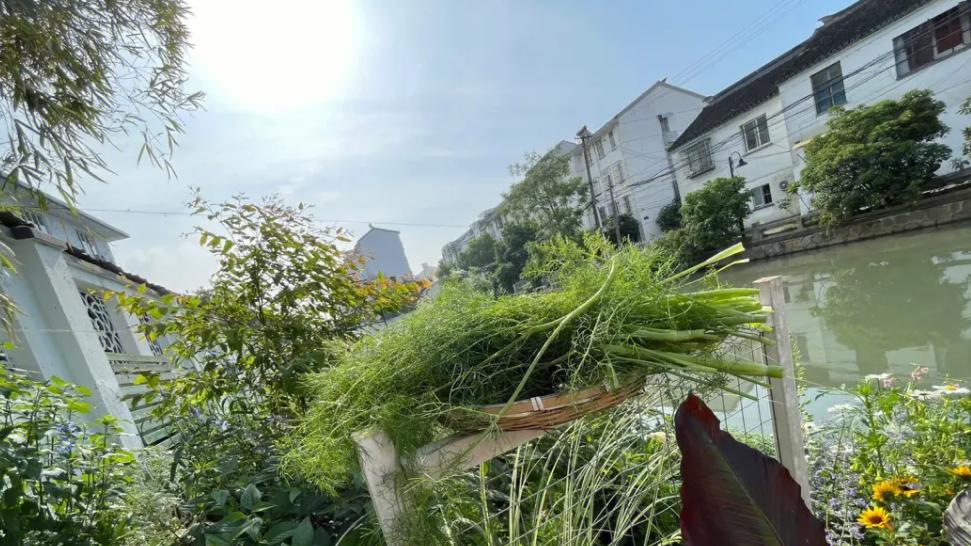 |茴香，又称谷香、野茴香，有4大作用，价值极高，农民朋友要了解！