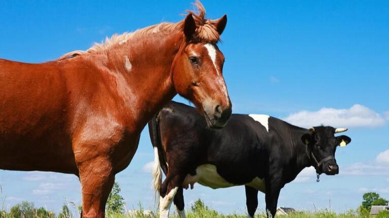 马肉|马肉和牛肉都是肉，为何人类爱吃牛肉，而几乎不吃马肉？
