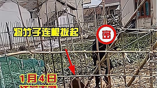 来评理！江苏南通男子因竹子被邻居拔掉，怒而棍击邻居夫妻头部