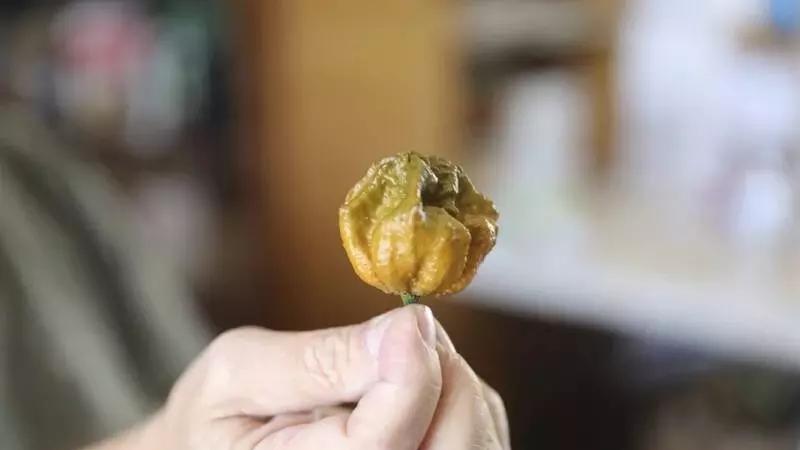 辣椒|「辣椒X」登顶世界最辣 吃一颗腹痛3小时
