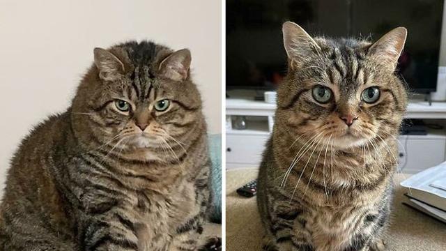 外国铲屎官晒自家猫猫减肥前后对比，每个可爱的小胖子都是潜力股！
