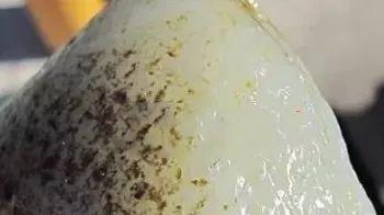水返沙——和田玉中不常见却很油润