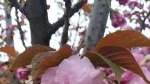 日本|日本晚樱，也叫重瓣樱花