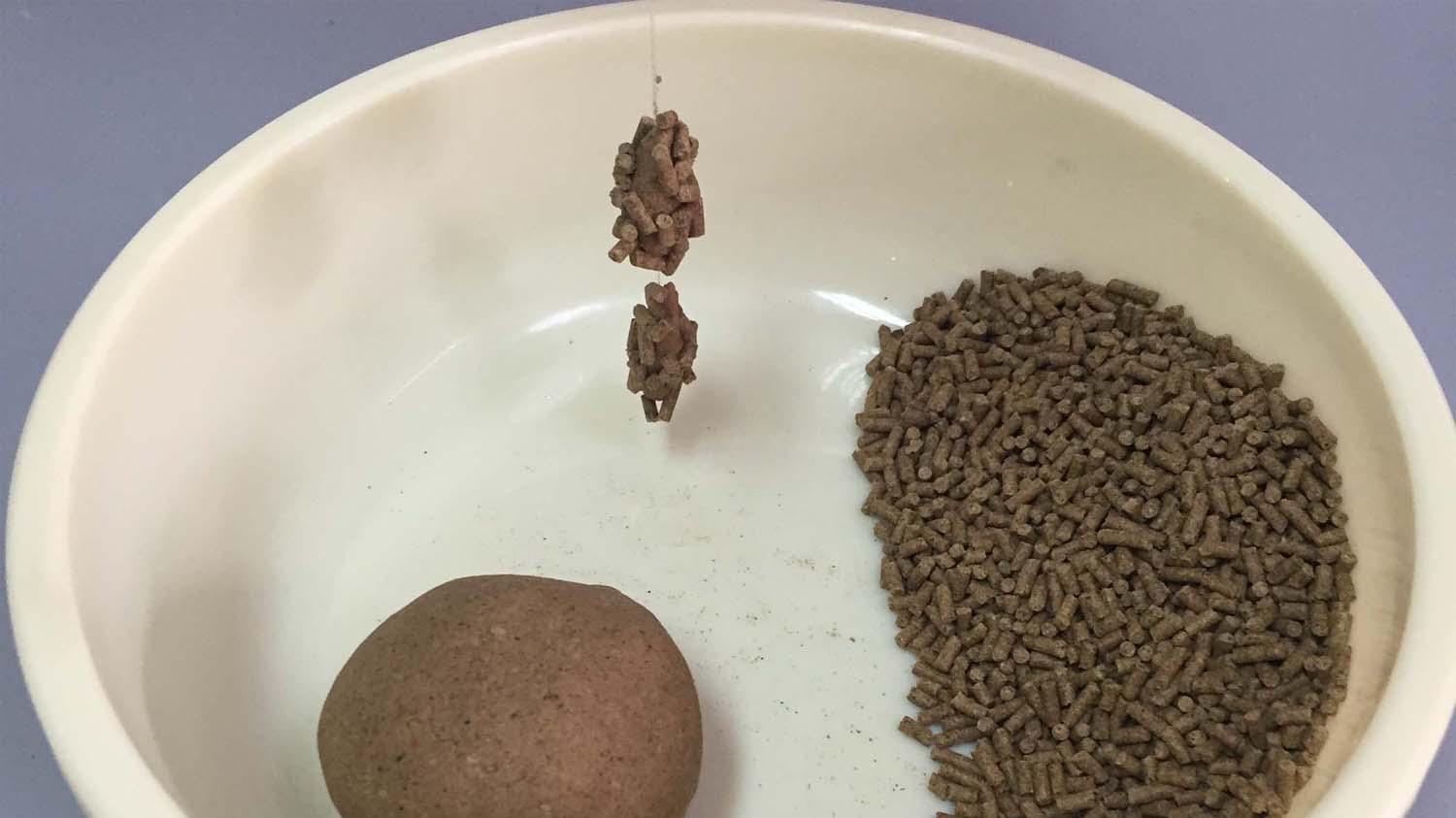 鲤鱼|三种不同的黑坑滑口鲤鱼，钓法和用饵的区别很大