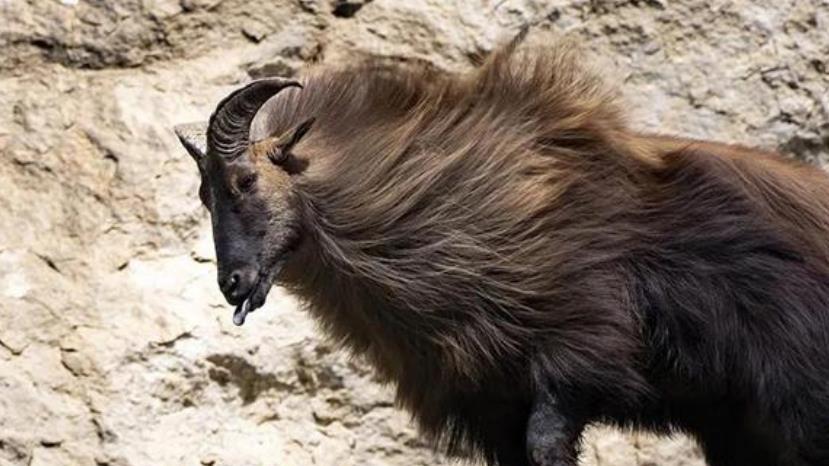 喜马拉雅山|在喜马拉雅山上飞檐走壁，性格凶猛似狼，其实是只披着长毛的羊？