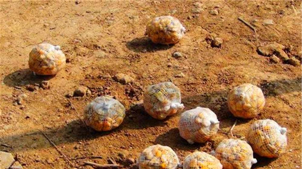 鲫鱼|自然水域野钓，想要大鱼排队进窝，需要了解的3个要点