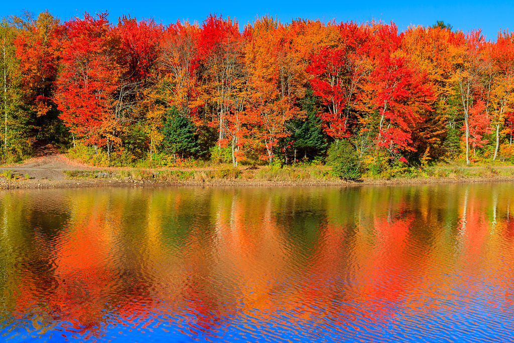|秋日斑斓：揭秘大自然的多彩调色盘