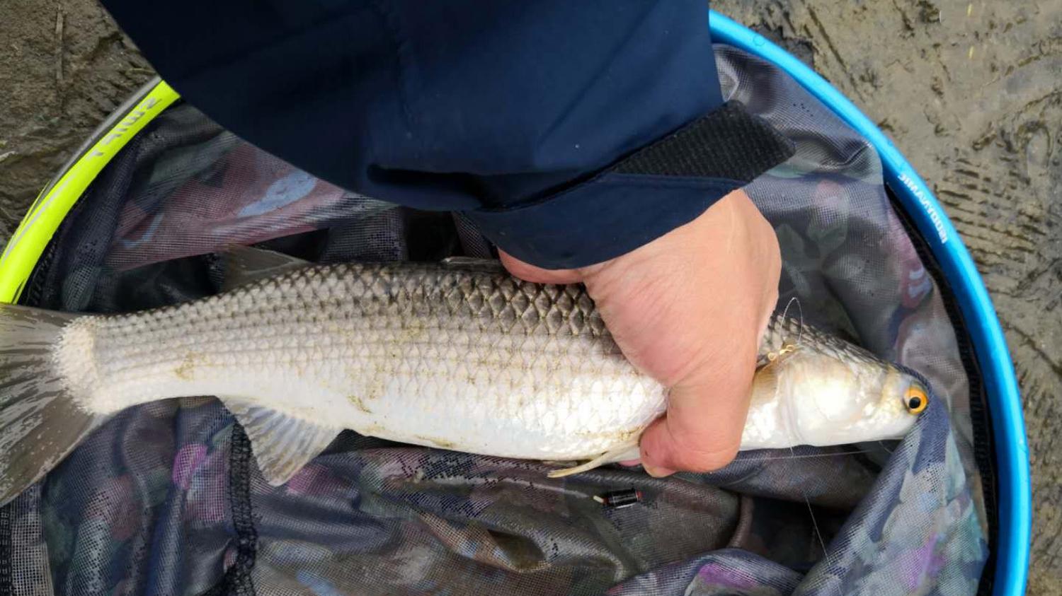 淡水中的鲻鱼怎么钓？在淡水中钓鲻鱼的4个最佳方法