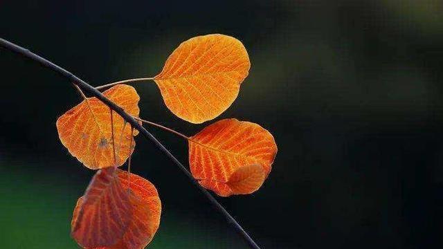 |人这辈子最大的悲哀，不是没钱，而是50岁后还遇到这三件事