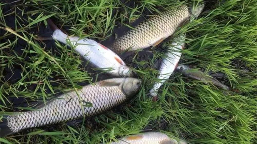 饵料|夏季野钓，高温天气鱼浮头，应该如何钓水皮？