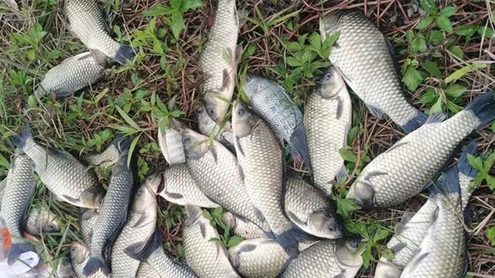 几个麦粒饵料配方，杂鱼咬不动，大鲫鱼手到擒来