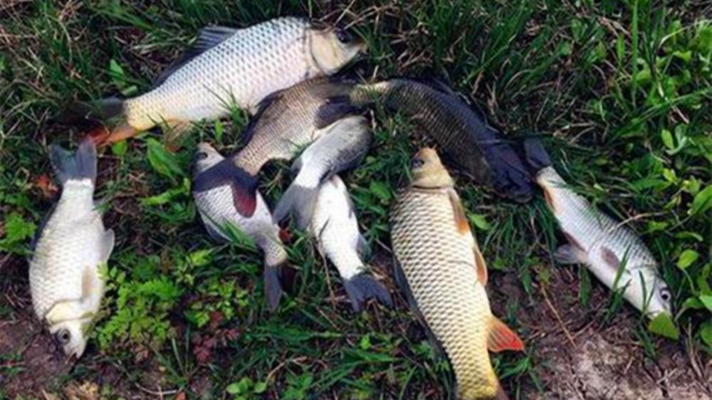 野钓鲫鱼，用好软尾浮漂，中鱼率翻10倍