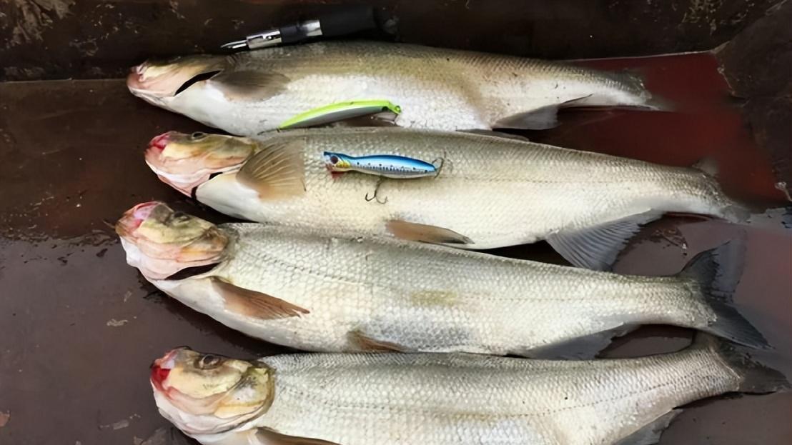 鳡鱼|鳡鱼经济价值高，钓友喜欢它，养殖户反而为何不敢养？