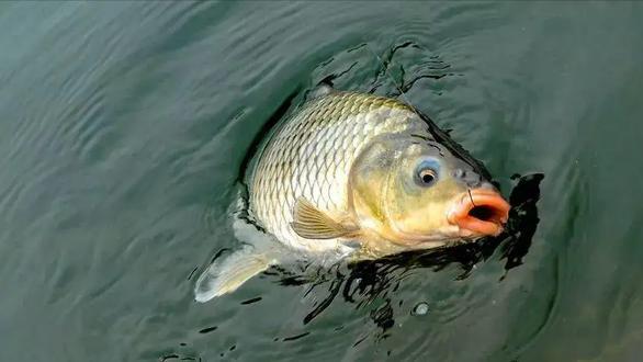 夏季垂钓鲤鱼，都有哪几种好用的鱼饵？