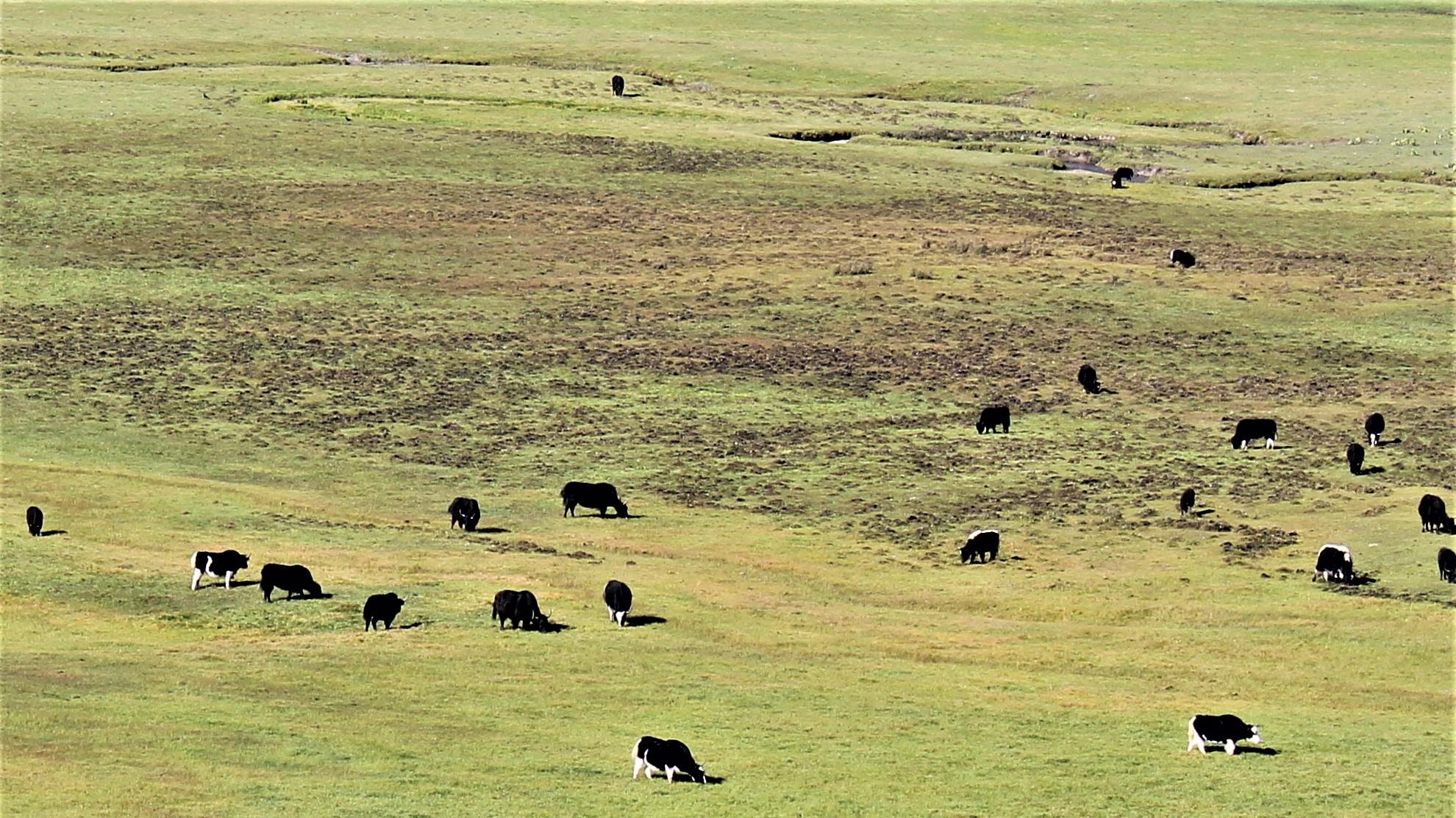 快乐|少几分预设，多几分快落