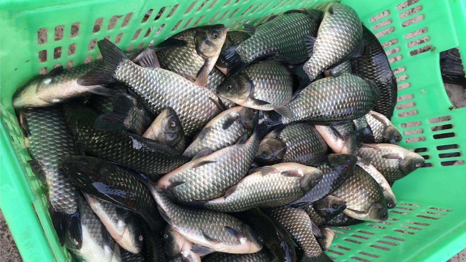 饵料|钓鲫鱼的线组如何搭配？鱼竿、鱼漂、线组和鱼钩的正确搭配方法