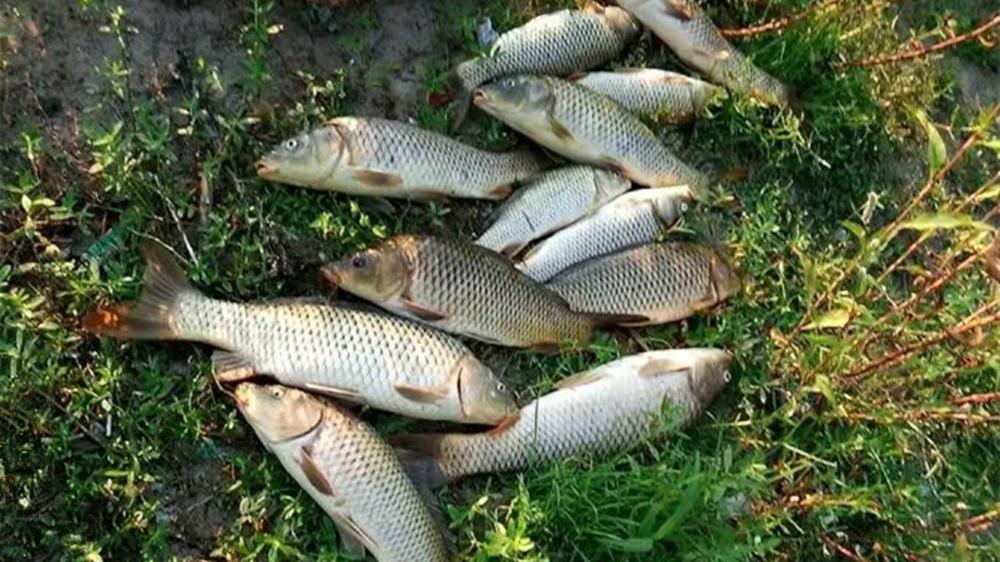 盛夏野钓刮风天，钓位最好这样选，其他位置可没大鱼