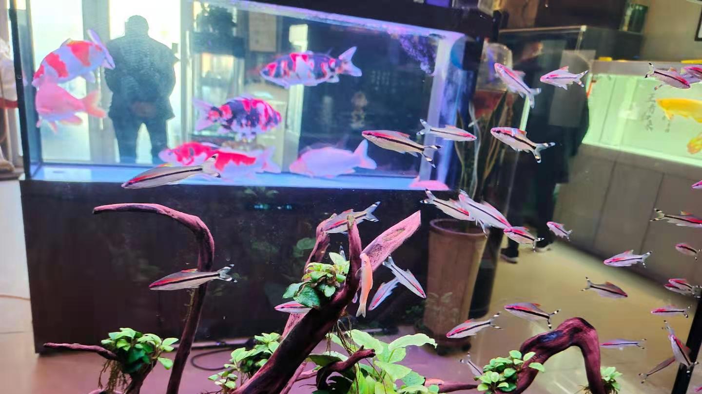 |养过几年的观赏鱼，为什么还出问题？之前的各种方法都不管用了？