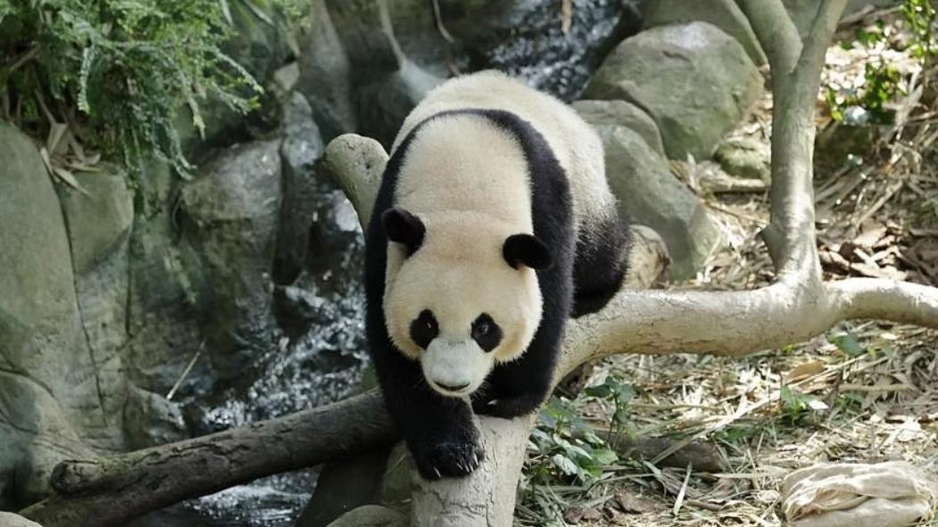 新加坡|新加坡出生的大熊猫飞往中国的航班推迟到一月，让乐乐粉丝有更多时