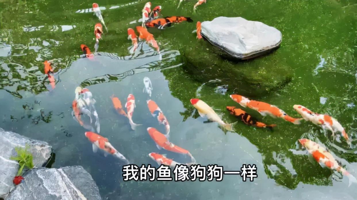 张馨予|张馨予晒自家小院子，变身“花农”，种满花草果蔬，回归田园生活