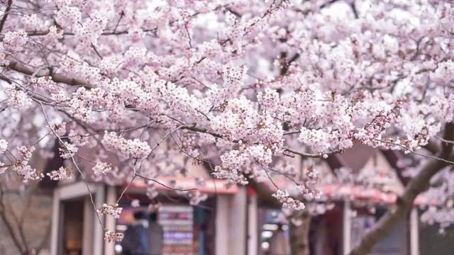 青岛市|4月不来这座樱花开满的城市看看，将会遗憾整个春天