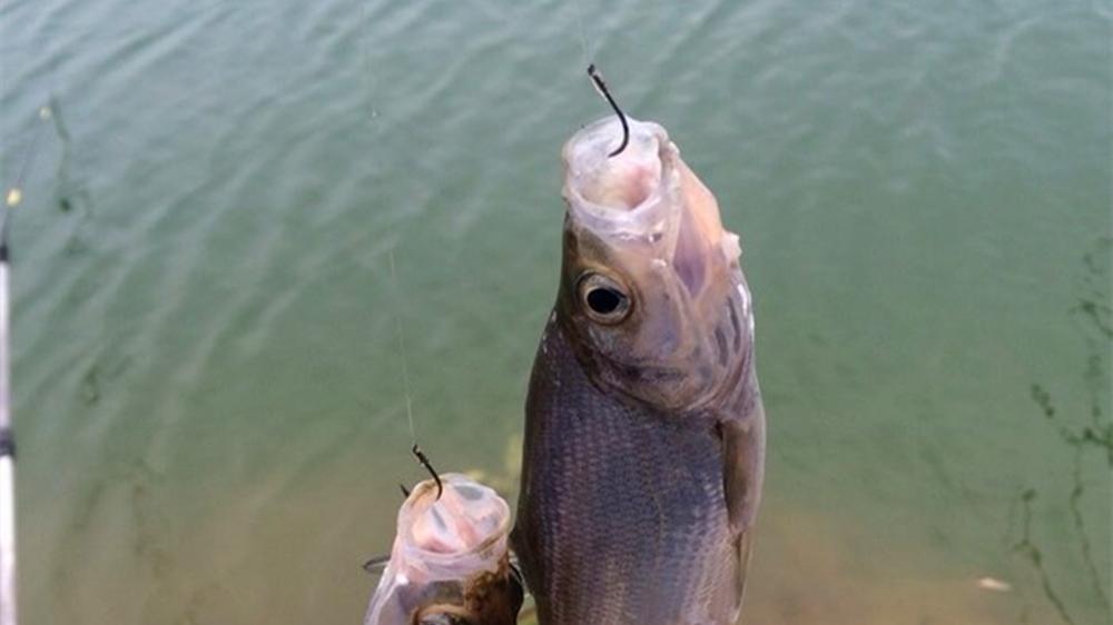 盛夏野钓，除了鲢鳙好钓，这4种鱼也好钓