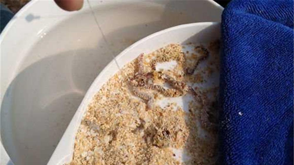 同样用蚯蚓野钓，每次只有仨瓜俩枣，是你真的不会用