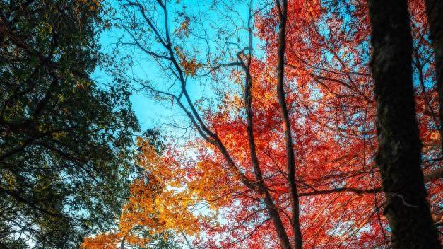 光雾山|每年秋日必打卡的红叶，就在光雾山！