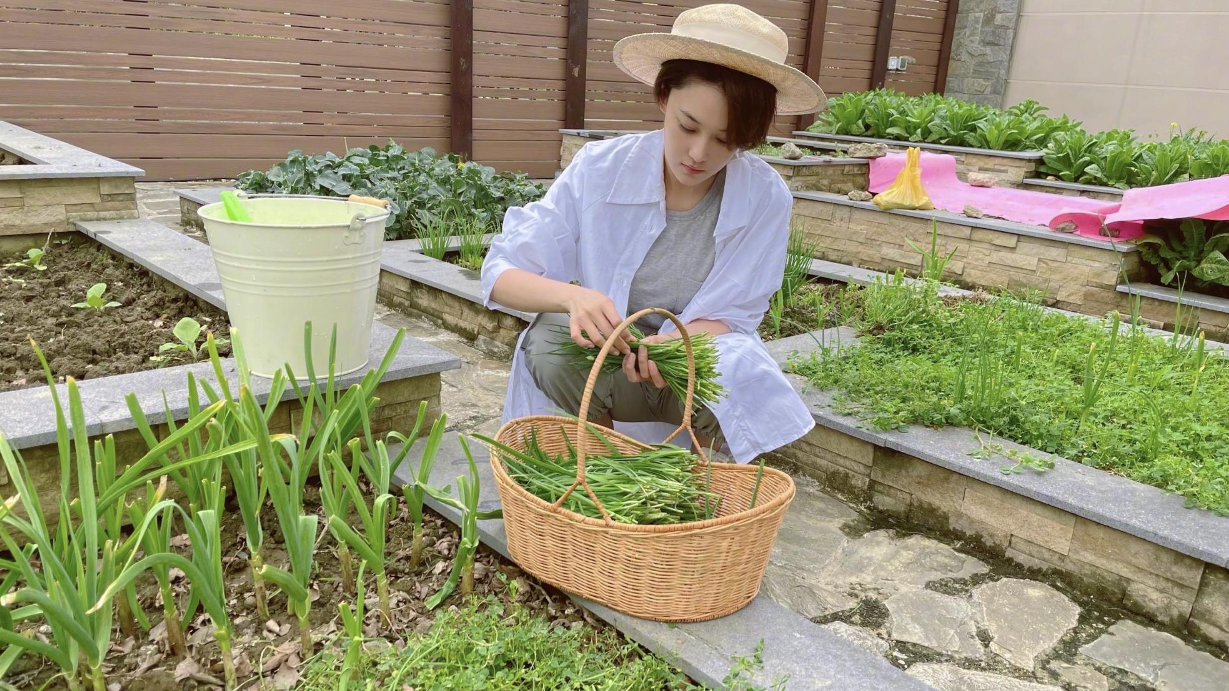 杨紫|明星虚假种地作秀明显，王艳摘豆角不露手，孙俪近万元白鞋下泥地