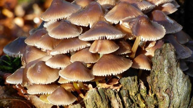面粉|女人不想老得太快，多吃4种碱性菜，体态轻盈显年轻