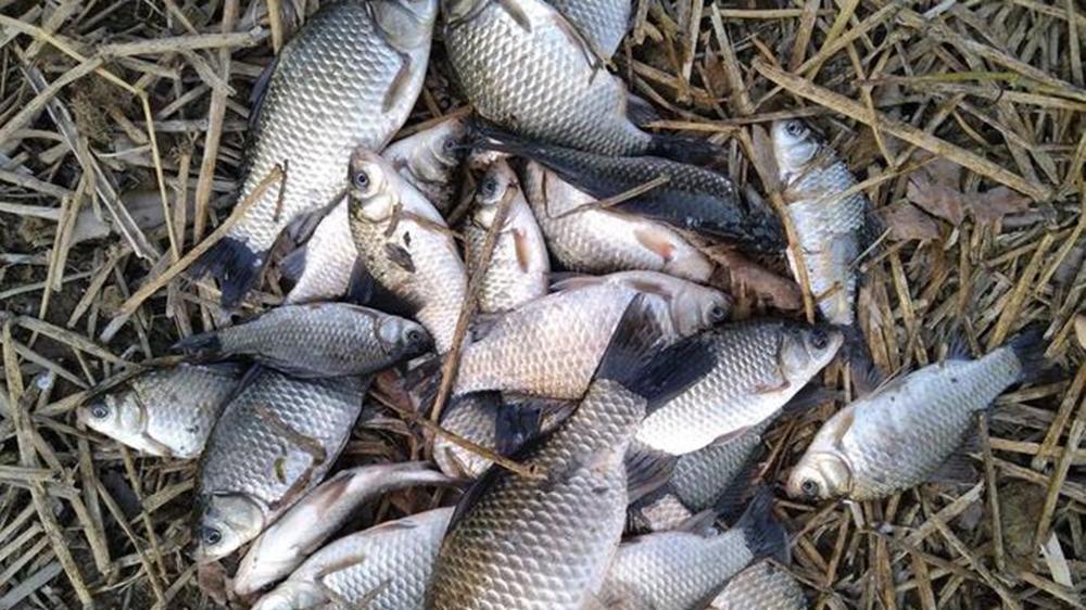 冬季野钓大鲫鱼，最强远投钓法，盒饭钓法绝对要学