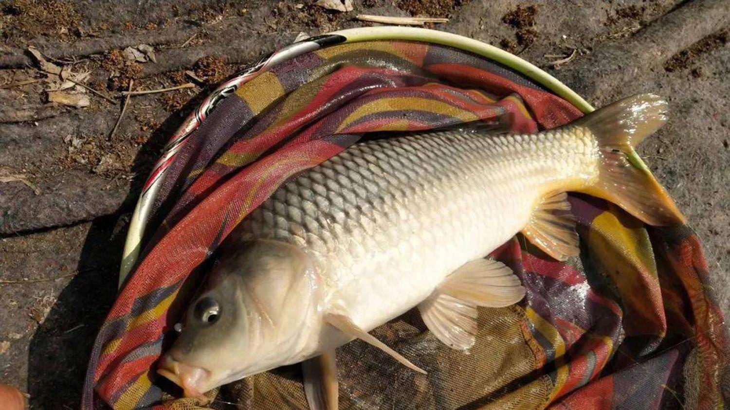 |野钓需不需要添加钓鱼小药？野钓添加钓鱼小药的优缺点和建议