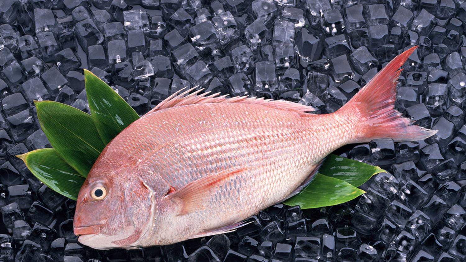 海钓|影响海钓鱼口的3个因素，海鱼是否开口主要看这三点