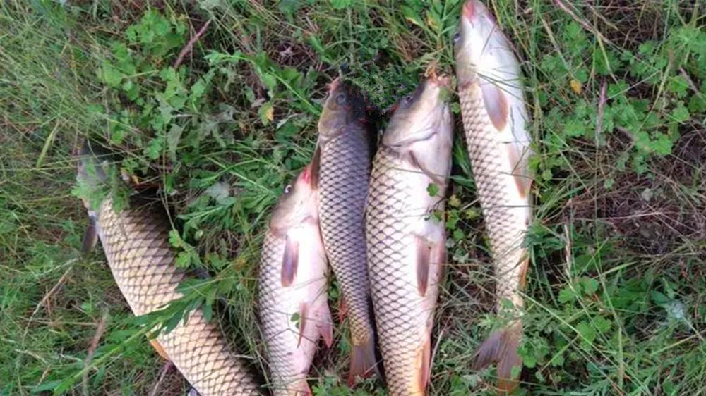 紫菜做饵料，野钓通杀青草鲤，具体用法在这里