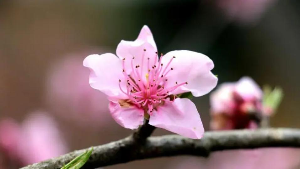 |桃花和职业