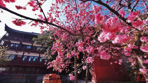 桂林|绚烂的花海 心旷神怡 享受大自然的馈赠