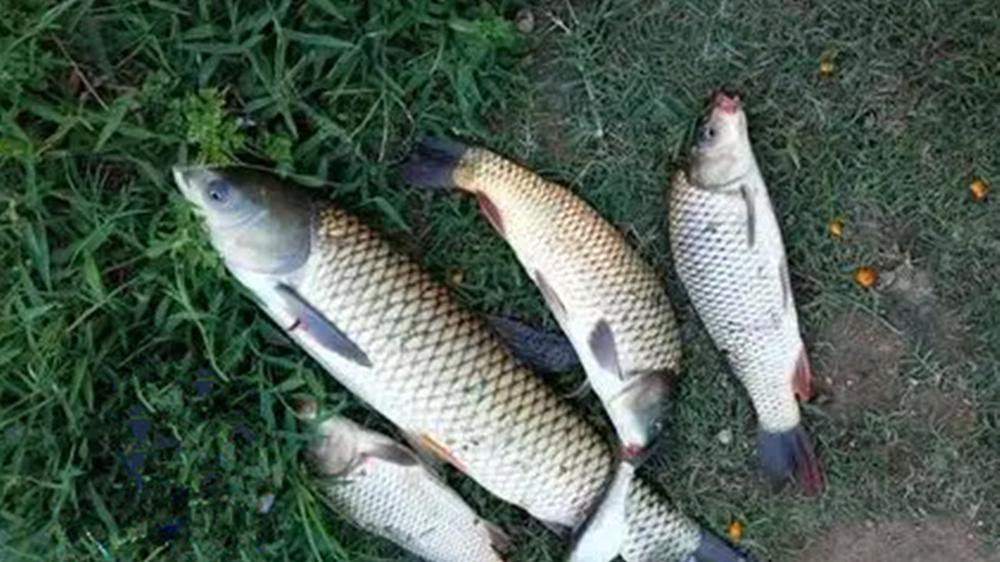 夏季野钓3“要”原则，吃透这些招数，天热正好钓大鱼