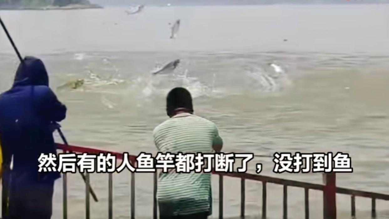 |长江武汉段大鱼乱蹦，现场钓鱼人懵了！反常鱼汛释放了什么信号？