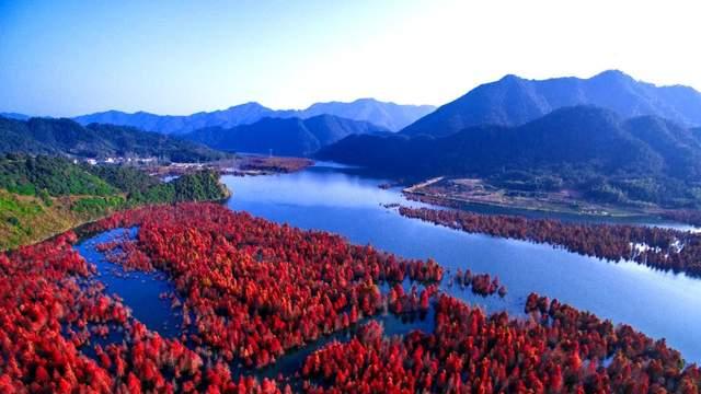 |寻找皖南川藏线最美秋色之2023第二波落羽红杉林红叶指数发布