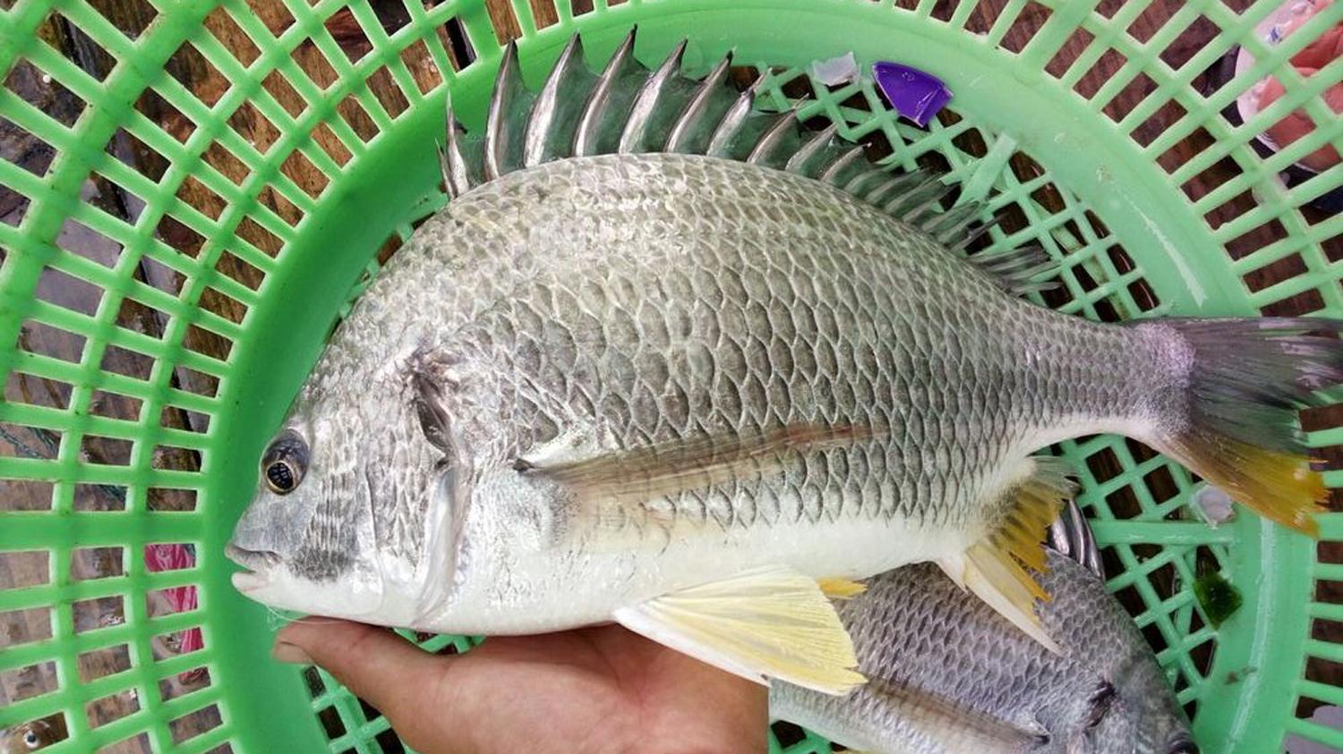 |海钓窝料怎么选择？4种海钓的主流窝料