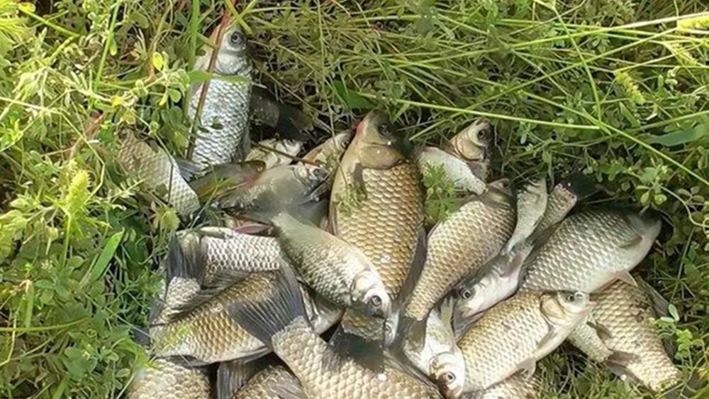 鱼竿|钓鱼不钓草，未必瞎胡跑！夏季钓草4不钓